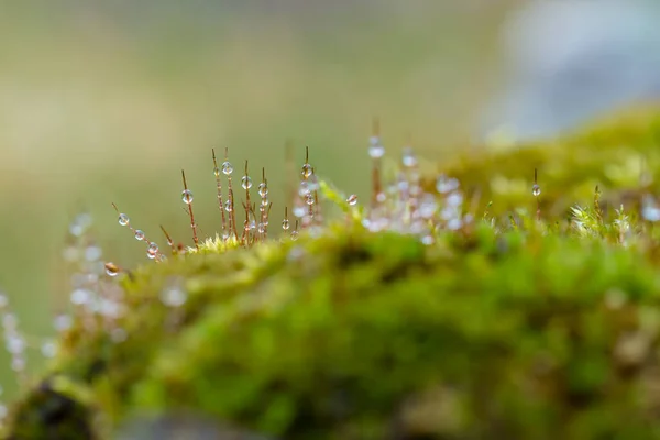 Moss Covered Raindrops — Stock Photo, Image