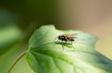 Bir sinek güneş ışığında yaprağın üzerinde oturur.