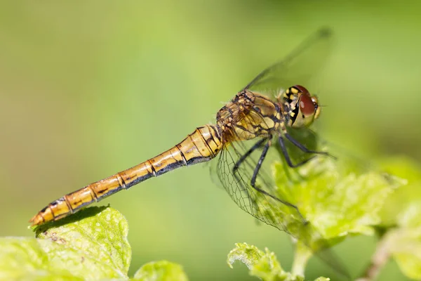 Gros Plan Jaune Libellule Assis Sur Les Feuilles — Photo