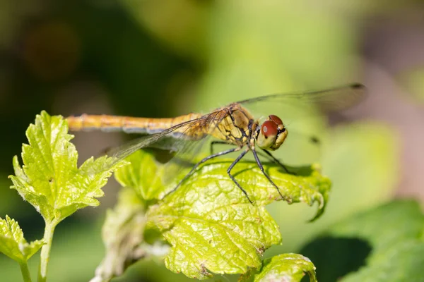 Une Libellule Jaune Est Assise Sur Les Feuilles — Photo