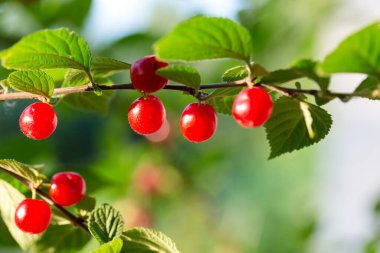 Bir dalda kiraz çileği hissettim.