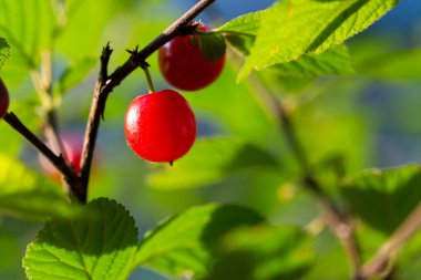 Bir dalda kiraz çileği hissettim.