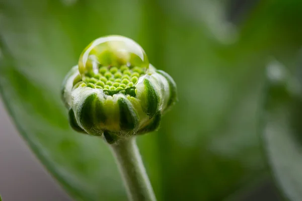 Çiçek tomurcuğuna yakın bir damla su.