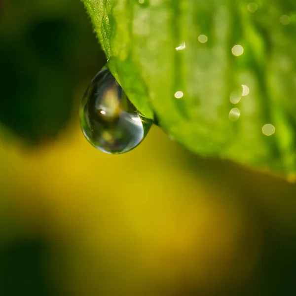 Uma Gota Chuva Está Pendurada Uma Folha Verde — Fotografia de Stock