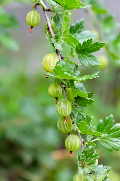 Gooseberry Hijau Tergantung Semak Semak — Stok Foto