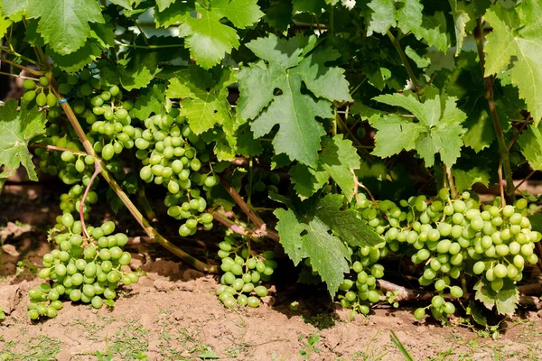 Trossen Druiven Hangen Aan Wijnstok — Stockfoto