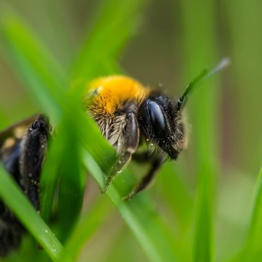 Bıyıklı bir yaban arısı çimlere asılmış.