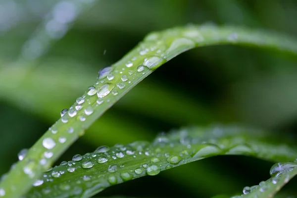 Gotas Chuva Grama Close — Fotografia de Stock