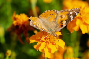 Kelebek Urtikia sarı bir çiçekte