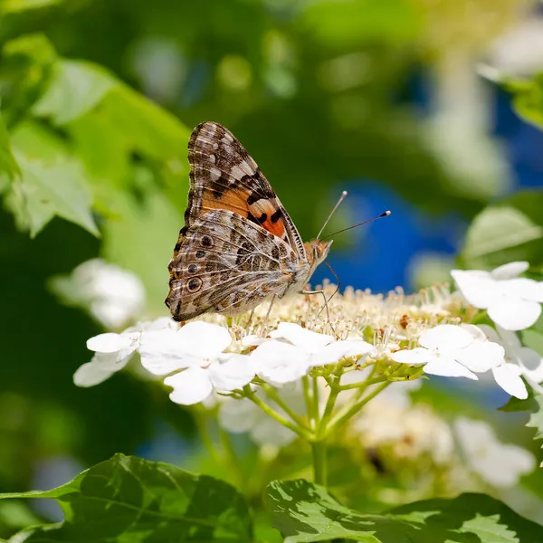 Kelebek burdok çiçeğe yakın çekim