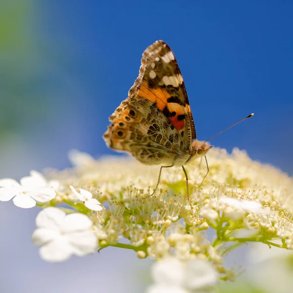 Kelebek burdok çiçeğe yakın çekim