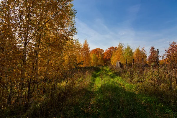 Sonbahar manzarası Bir ışık ve gölge oyunu