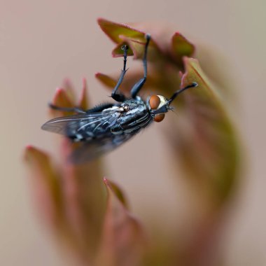 Sıradan bir sinek yaprağın üzerinde oturur.