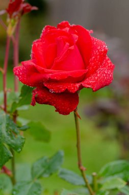 Yağmur damlalarında kırmızı gül çiçeği
