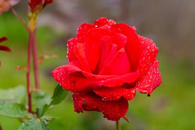 Bulutlu bir gül tomurcuğu