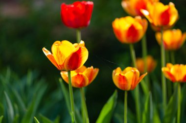 Kırmızı ve sarı lalelerin bahar çiçekleri