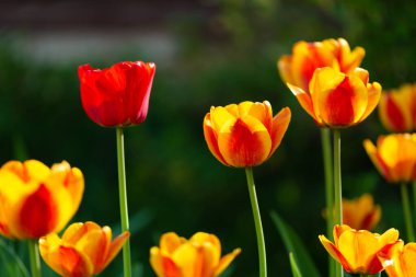 Açıklıktaki kırmızı ve sarı laleler