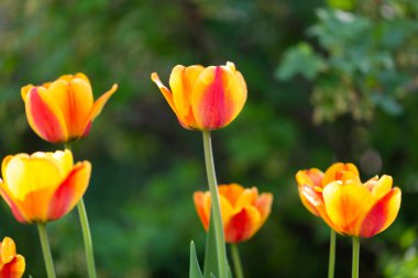 Açıklıktaki kırmızı ve sarı laleler