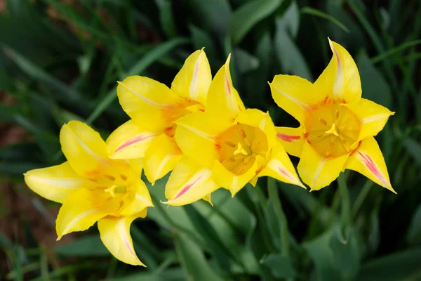 Sarı lalelerin taç yapraklarını yakın plan aç.