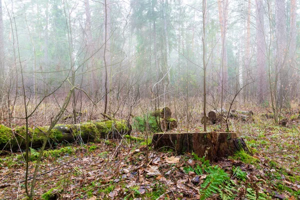 Mistige Herfstdag Het Bos — Stockfoto