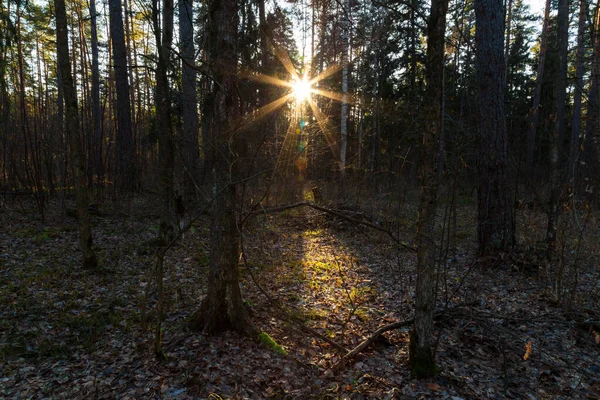 Ağaçların arasından parlayan güneşin olduğu orman manzarası