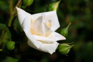 Bir çalılıkta açan beyaz bir gül.