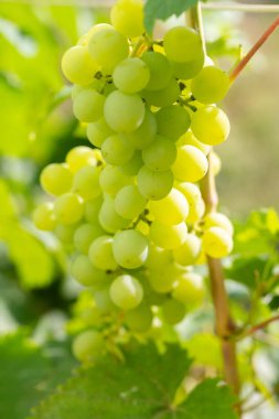 Asma üzümlü olgun bir demet