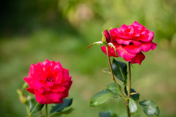 İki kırmızı gül tomurcuklarını açtı.