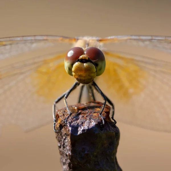 Libélula Amarilla Con Grandes Ojos Cerca — Foto de Stock