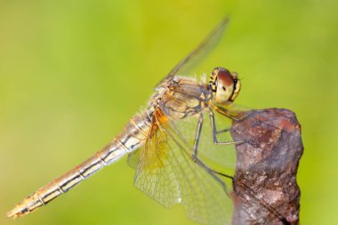 Sarı yusufçuk kanatlarını açmış