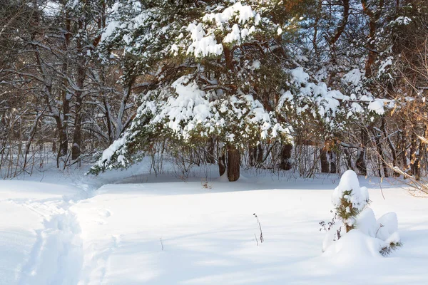 Karla kaplı ağaçlarla kaplı kış manzarası