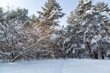 bir sürü kar ağaçların dalları üzerinde