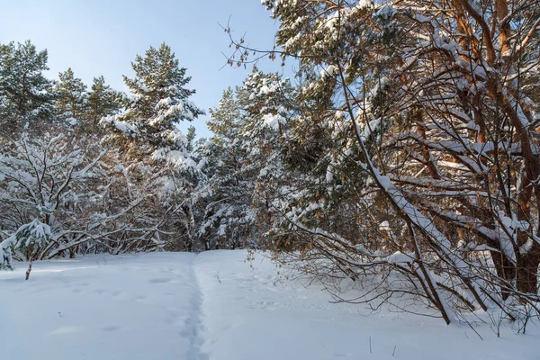 Зимняя Трасса Снегу Городском Парке — стоковое фото