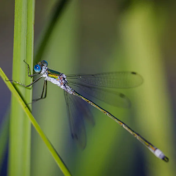 Libellule Sur Herbe Gros Plan — Photo