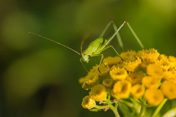 Zelený Kobylka Sedí Tansy Květiny — Stock fotografie