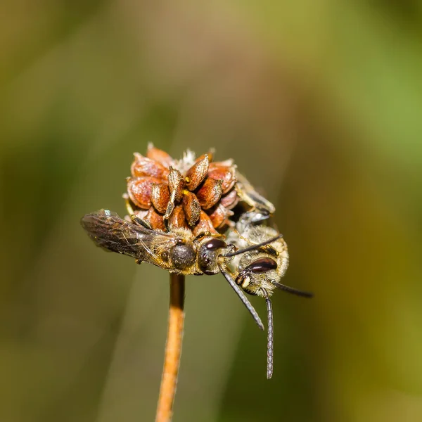 Bir çiçeğin tohumlarında bir çift arı