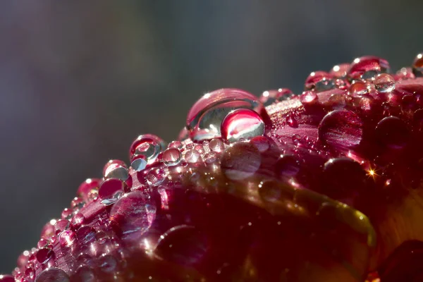 Çiçek tomurcuğunun üzerine su damlıyor.