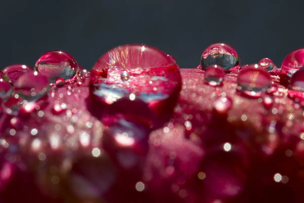 Gocce Acqua Bocciolo Fiore Macro — Foto Stock