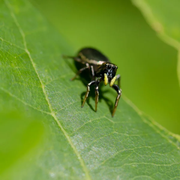 Yeşil yaprağın üzerinde küçük siyah bir örümcek