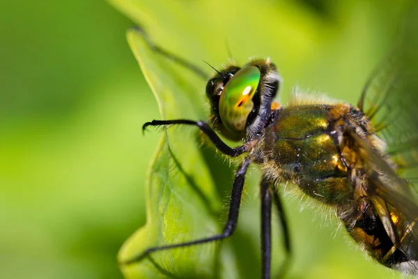 Belle Libellule Gros Plan Sur Une Feuille — Photo