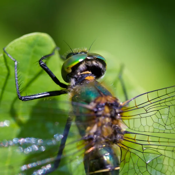 Vue Arrière Rapprochée Libellule Verte — Photo