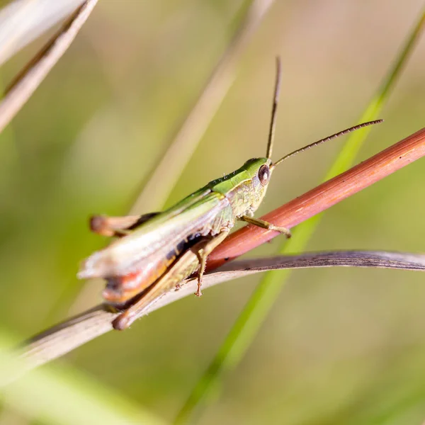 Yeşil bir çekirge çimlerin üzerinde oturuyor.