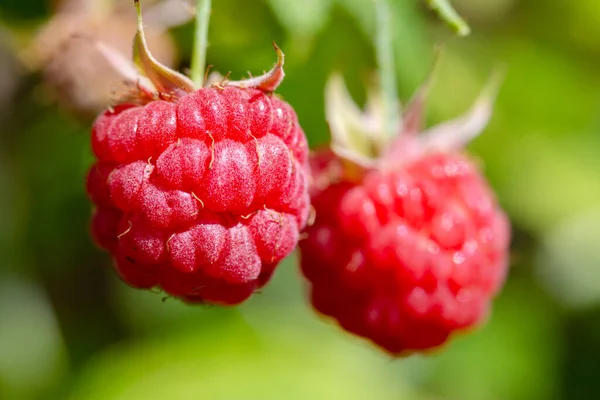 Çalı üzerinde ahududu meyvesi yakın plan