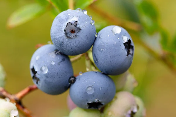 Yaban mersini ve yağmur damlası