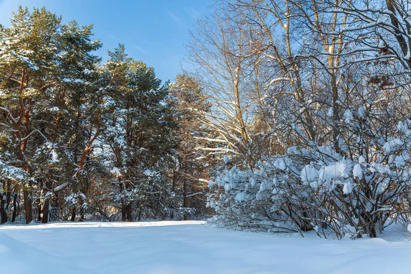 Ormandaki güzel kış manzarası