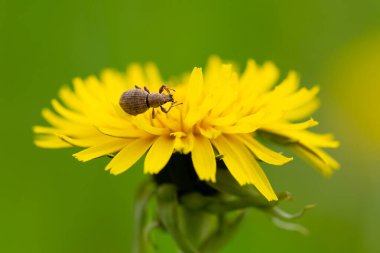 Küçük bir böcek sarı bir çiçeğin üzerinde oturuyor.
