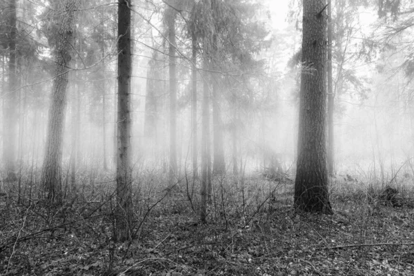 Černobílý Mlhavý Les — Stock fotografie