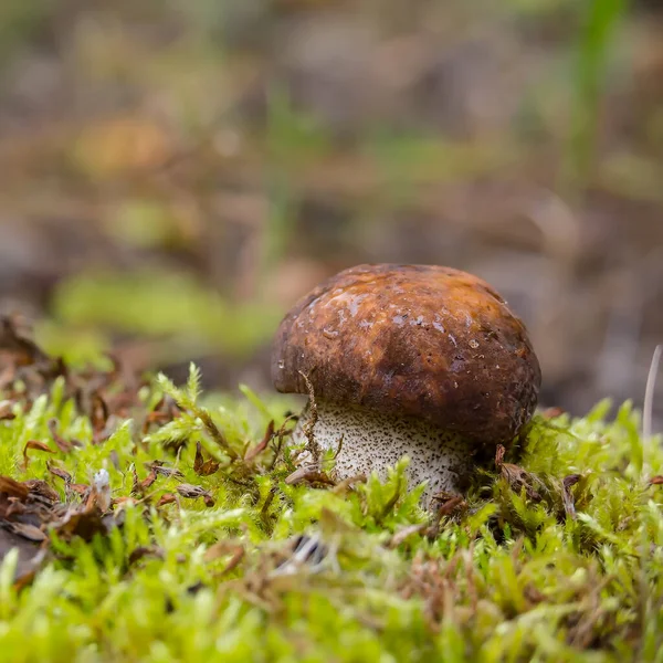 Mushroom Rain Moss — Stock Photo, Image