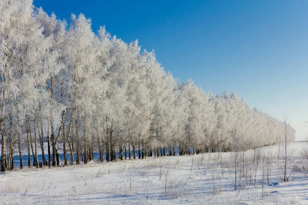 Buzla kaplı bir sıra huş ağacı.
