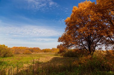 Altın meşeli sonbahar manzarası